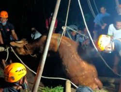 Apes, Jelang Lebaran, Sapi Warga Ngadirejo Nyemplung Bekas Septic Tank