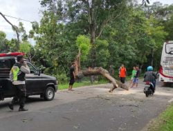 Pohon Mindi di Pinggir Jalan Raya Magetan – Sukomoro Roboh Timpa Pengguna Jalan