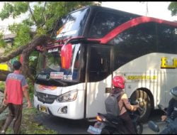 Bus Eka Tertimpa Pohon Tumbang di Jalan Raya Maospati – Ngawi