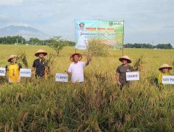 Panen Raya Padi DTPHP Magetan di Desa Panggung, Hasilkan 7,4 ton Per Hektar