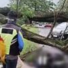 Pohon Tumbang di Jalan Raya Bayemtaman Magetan, Satu Warga Tewas, Dua Luka-Luka