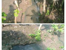 Warga Ngariboyo Keluhkan Bau Limbah Rumah Potong Hewan, Harapkan Solusi Bersama