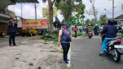 Diana Sasa Kawal Langsung Pemangkasan Pohon Rawan Tumbang di Jalur Magetan–Sarangan