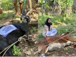 Sembelih Sapi, Dua SPPG di Ponorogo Siapkan Menu Rendang untuk Ribuan Penerima