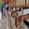 Anggaran Dipangkas, Bumdes Berkah Sejahtera Galak Ponorogo Alihkan Usaha ke Penggemukan Kambing