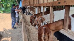 Anggaran Dipangkas, Bumdes Berkah Sejahtera Galak Ponorogo Alihkan Usaha ke Penggemukan Kambing