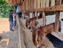 Anggaran Dipangkas, Bumdes Berkah Sejahtera Galak Ponorogo Alihkan Usaha ke Penggemukan Kambing
