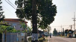 Dua Bulan Dilaporkan, Pohon Rawan Roboh di Plaosan Belum Juga Ditangani
