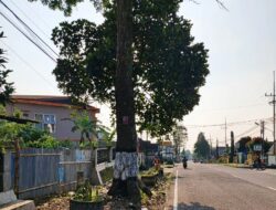 Dua Bulan Dilaporkan, Pohon Rawan Roboh di Plaosan Belum Juga Ditangani