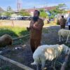 Pemkab Magetan Salurkan 44 Hewan Qurban, 40 Ekor Kambing 4 Ekor Sapi