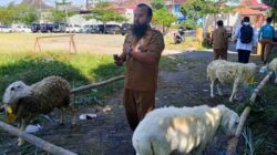 Pemkab Magetan Salurkan 44 Hewan Qurban, 40 Ekor Kambing 4 Ekor Sapi