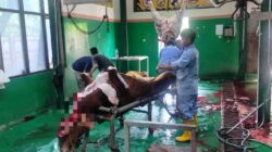 Pemeriksaan Ketat dari Awal hingga Akhir di RPH, Disnakan Magetan Pastikan Kualitas Qurban Terjamin