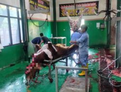Pemeriksaan Ketat dari Awal hingga Akhir di RPH, Disnakan Magetan Pastikan Kualitas Qurban Terjamin