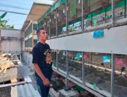 Dari 5 Pasang Jadi 200, Hobi Perkutut Budi Santoso Berbuah Ladang Ekonomi